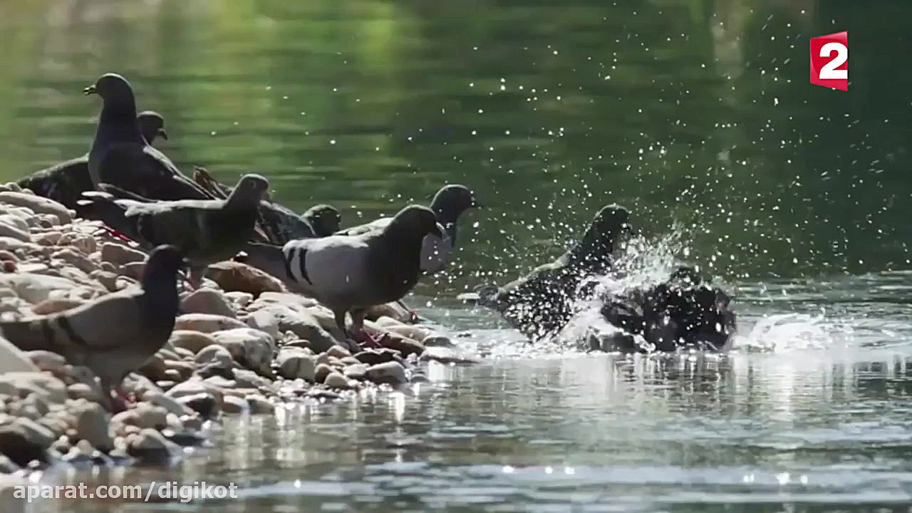 شکار کبوتر توسط ماهی