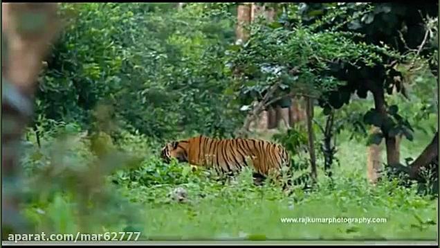 تقابل ببر با فیل  حیات وحش هند...