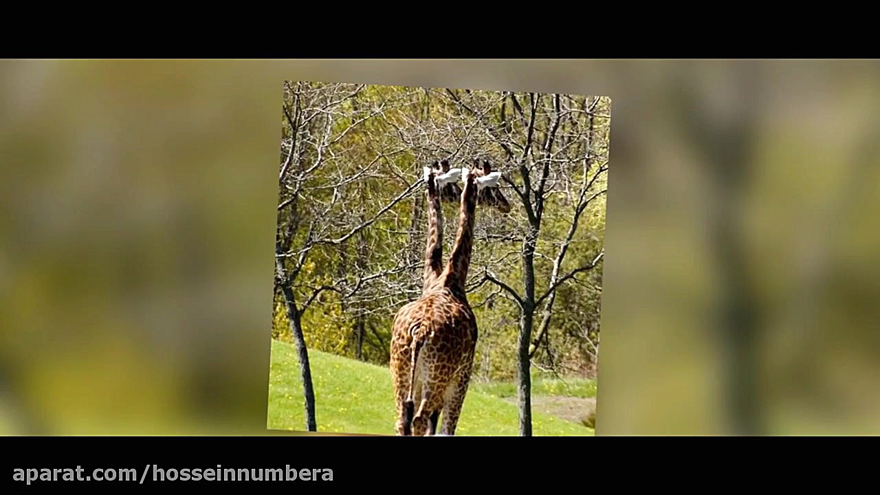 عکس‌هایی‌ که باعث خواهند شد به...
