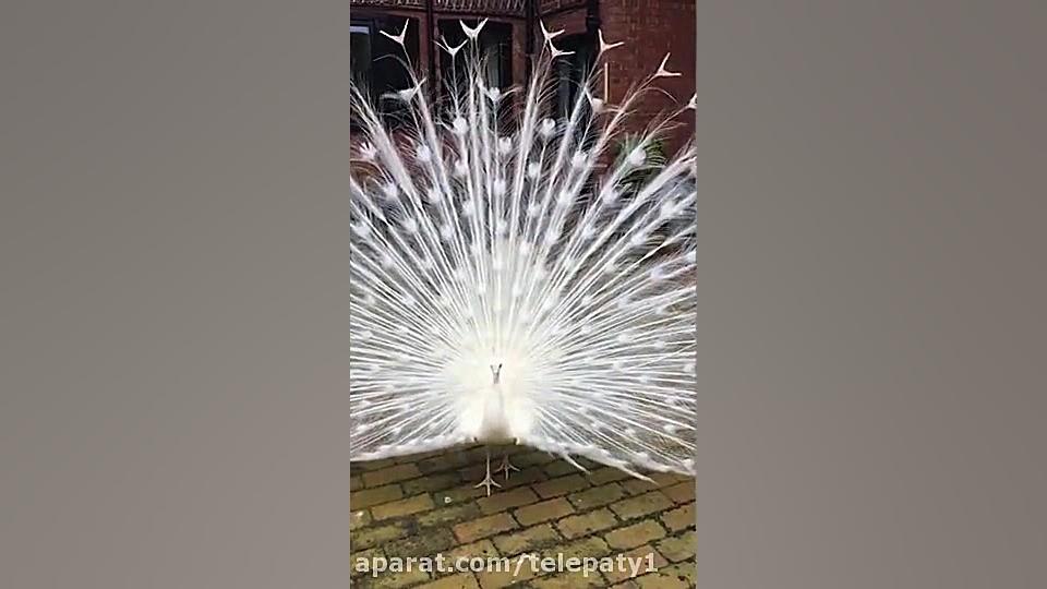 طاووسی که زال است