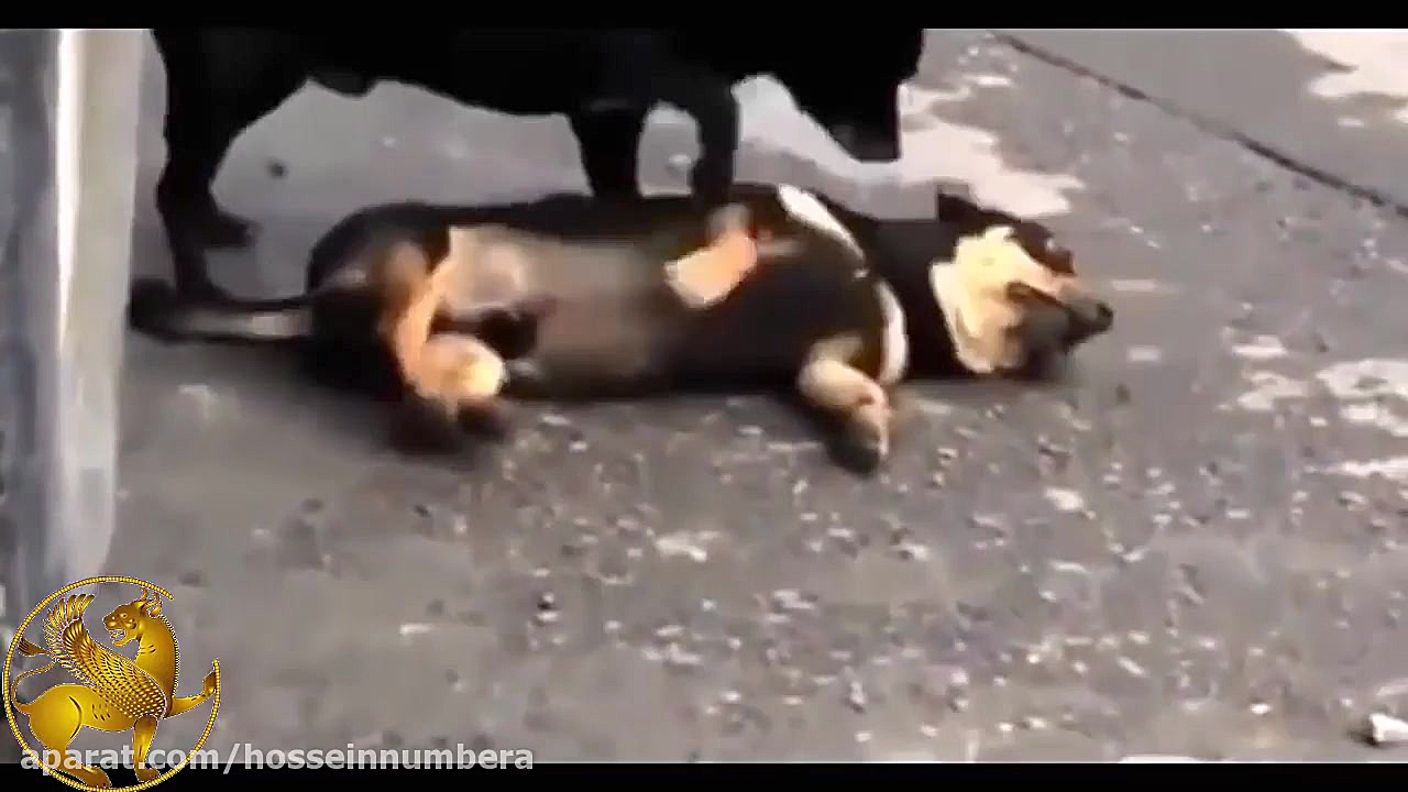 فیلم های حیرت آور از کمک کردن...