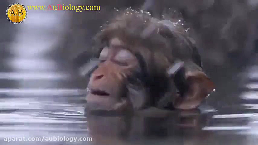 میمونها در چشمه آبگرم