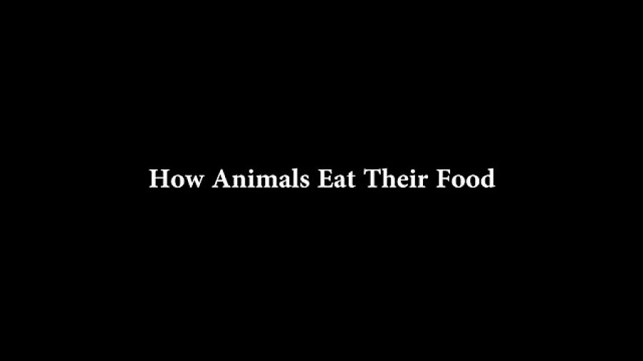How Animals Eat Their Food