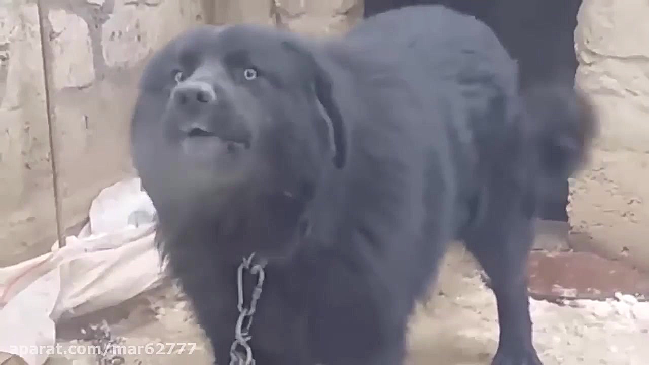 نژاد ترکیبی رتوایلر با سگ تبتی