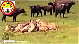 دوبله طنز کوردی رازبقا بی غیرت...