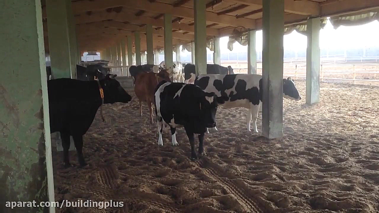 سیستم مه پاش گاوداری | رطوبت س...