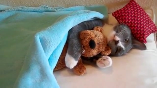 بغل کردن عروسک سگ توسط گربه......