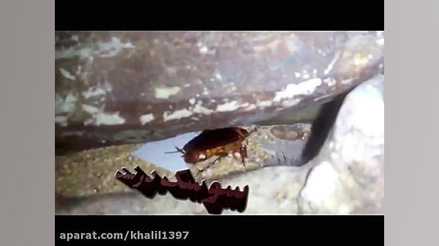 8کلیپ حیوانات سوسک دیرین دیرین...