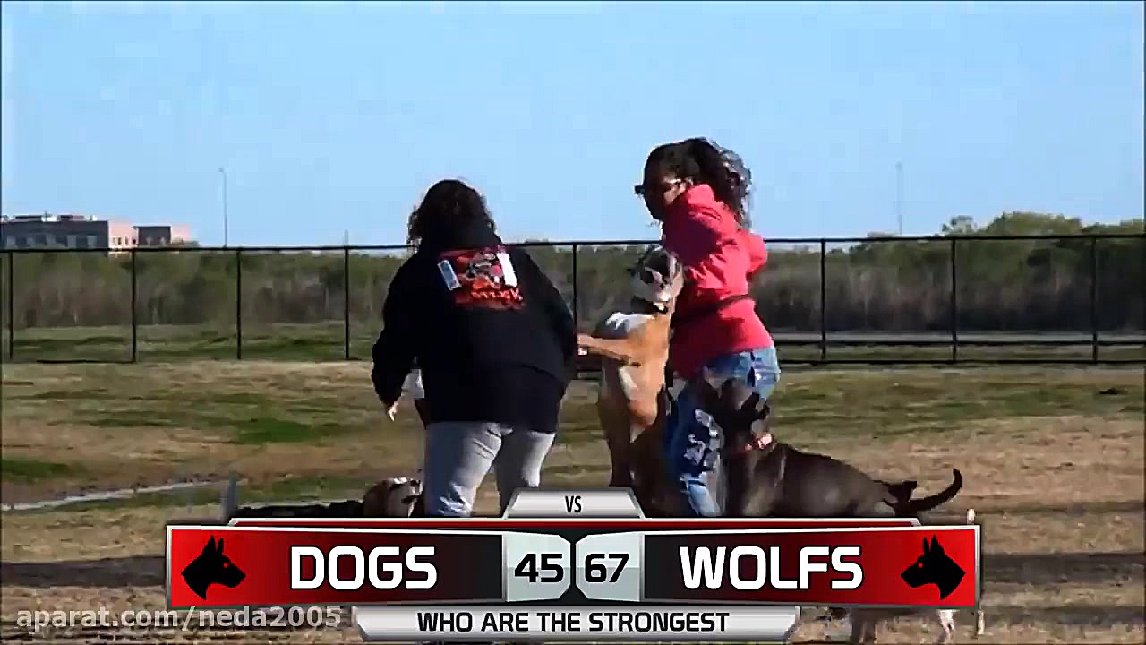 مقایسه سگ و گرگ: کدام قوی تر ا...