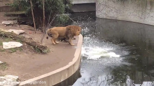 شیر سر به هوا  وقتی اعتماد به...