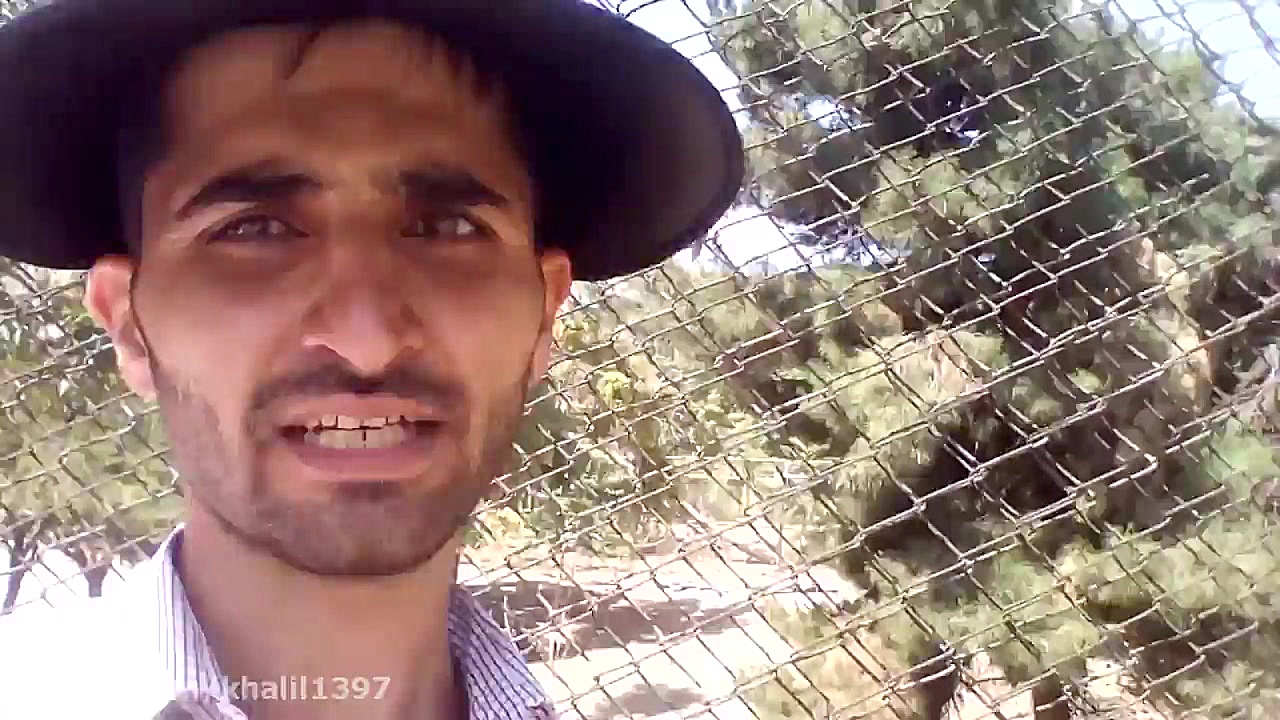 گوزن خانواده گوزن ها تکه موبای...