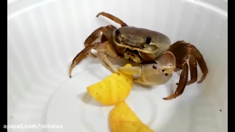 وقتی یک خرچنگ چیپس می خورد!