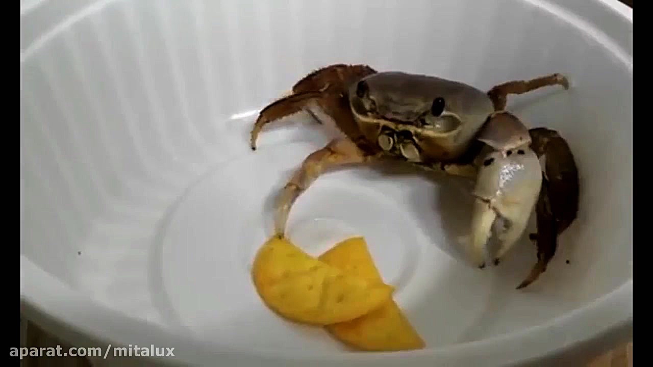 وقتی یک خرچنگ چیپس می خورد!