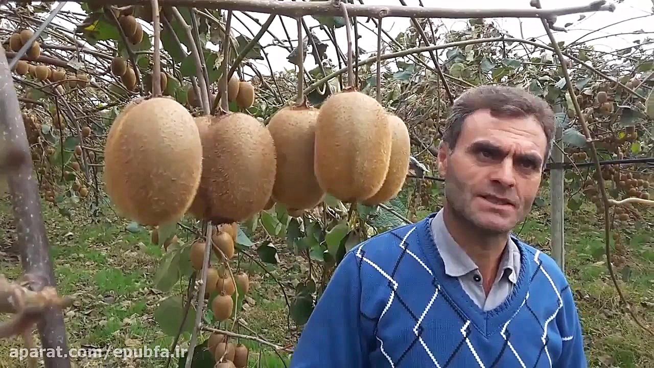 میوه کیوی : گزارشی از باغ هیجا...