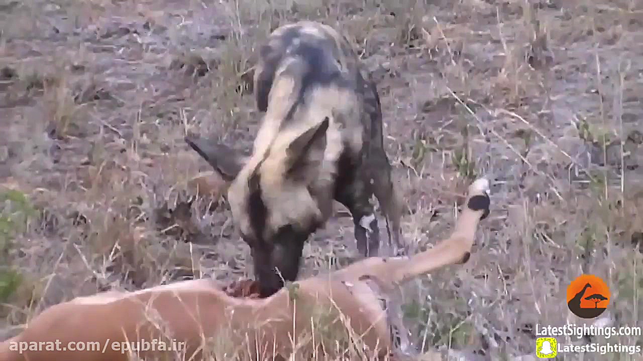 خوردن حیوانات زنده توسط حیوانا...