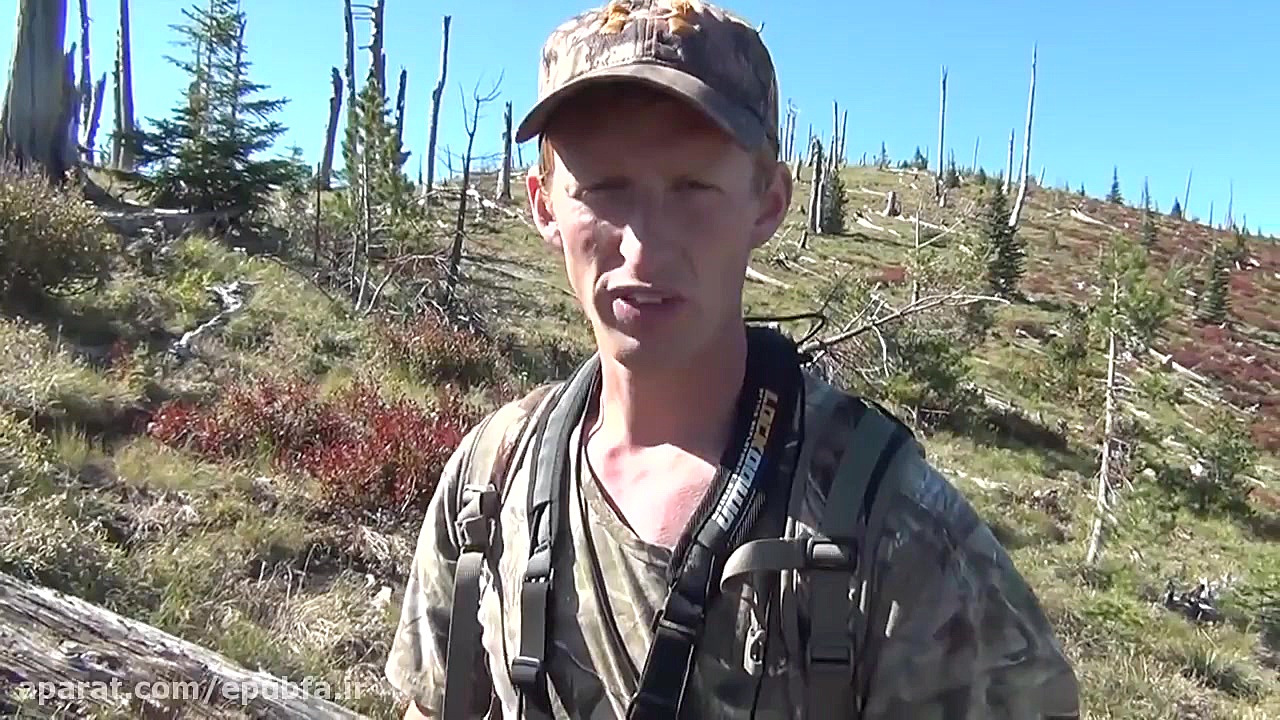 شکار و هدشات خرس سیاه در جنگل