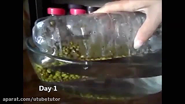 جوانه ماش در بطری نوشابه How t...