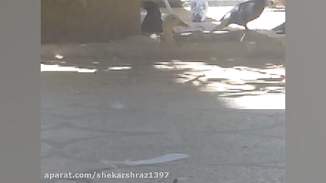 شکار گنجشک با گامو شادو هزرا2