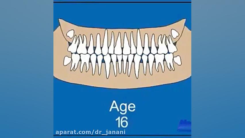 انیمیشن رویش دندان ها