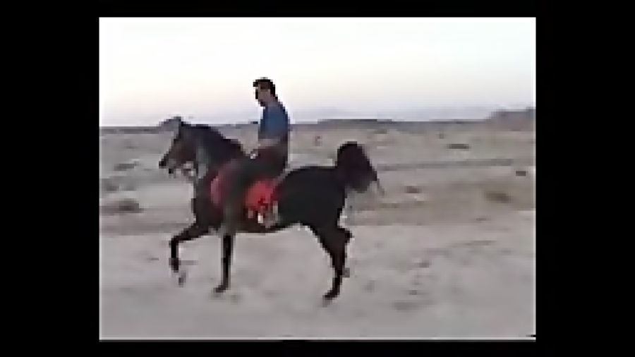 اسب سیلمی سلطان رفسنجان