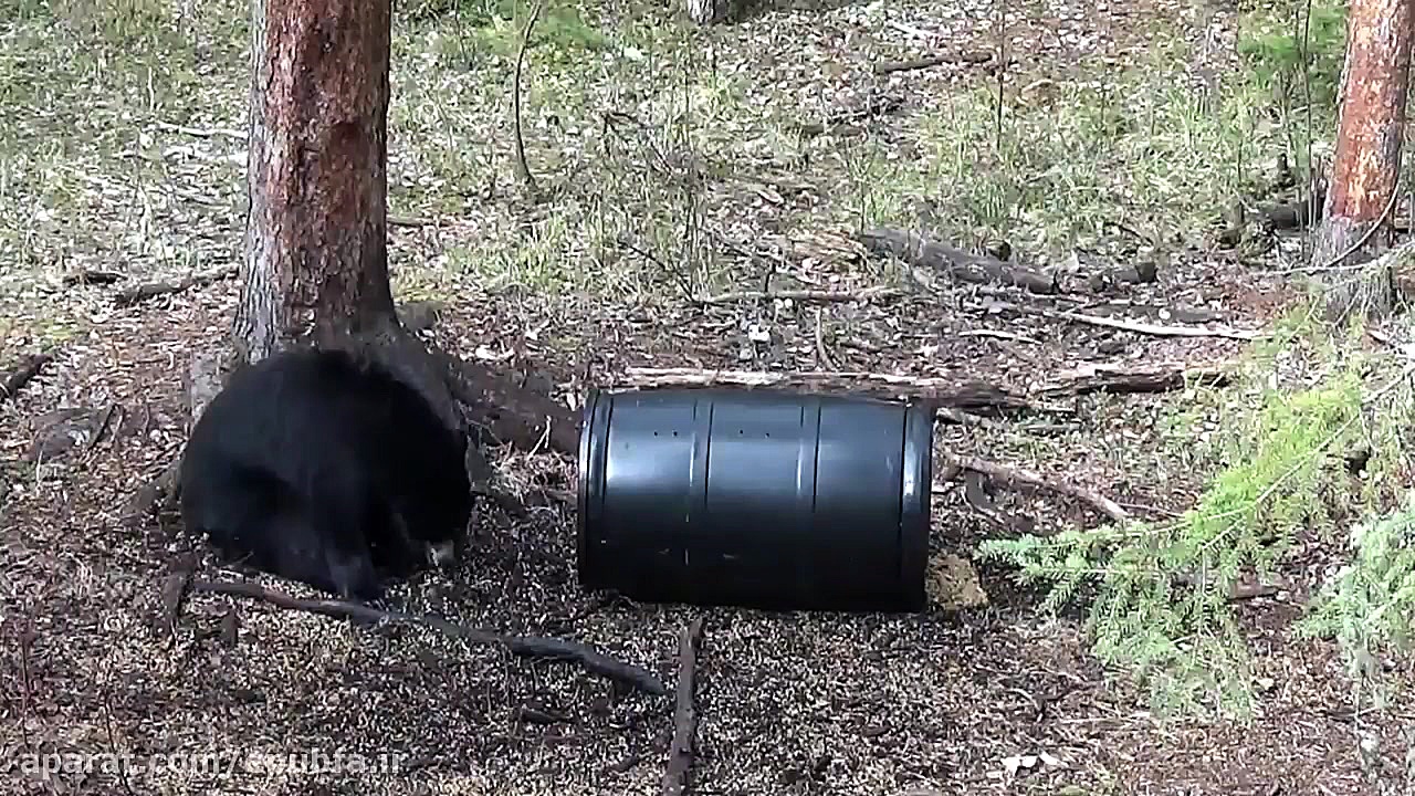 شکار خرس سیاه توسط تیروکمان و...