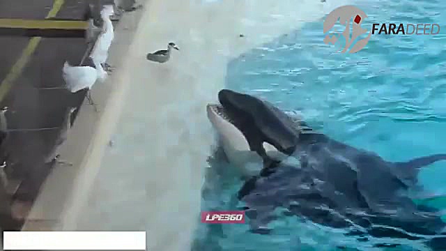 شکار پرنده توسط نهنگ قاتل