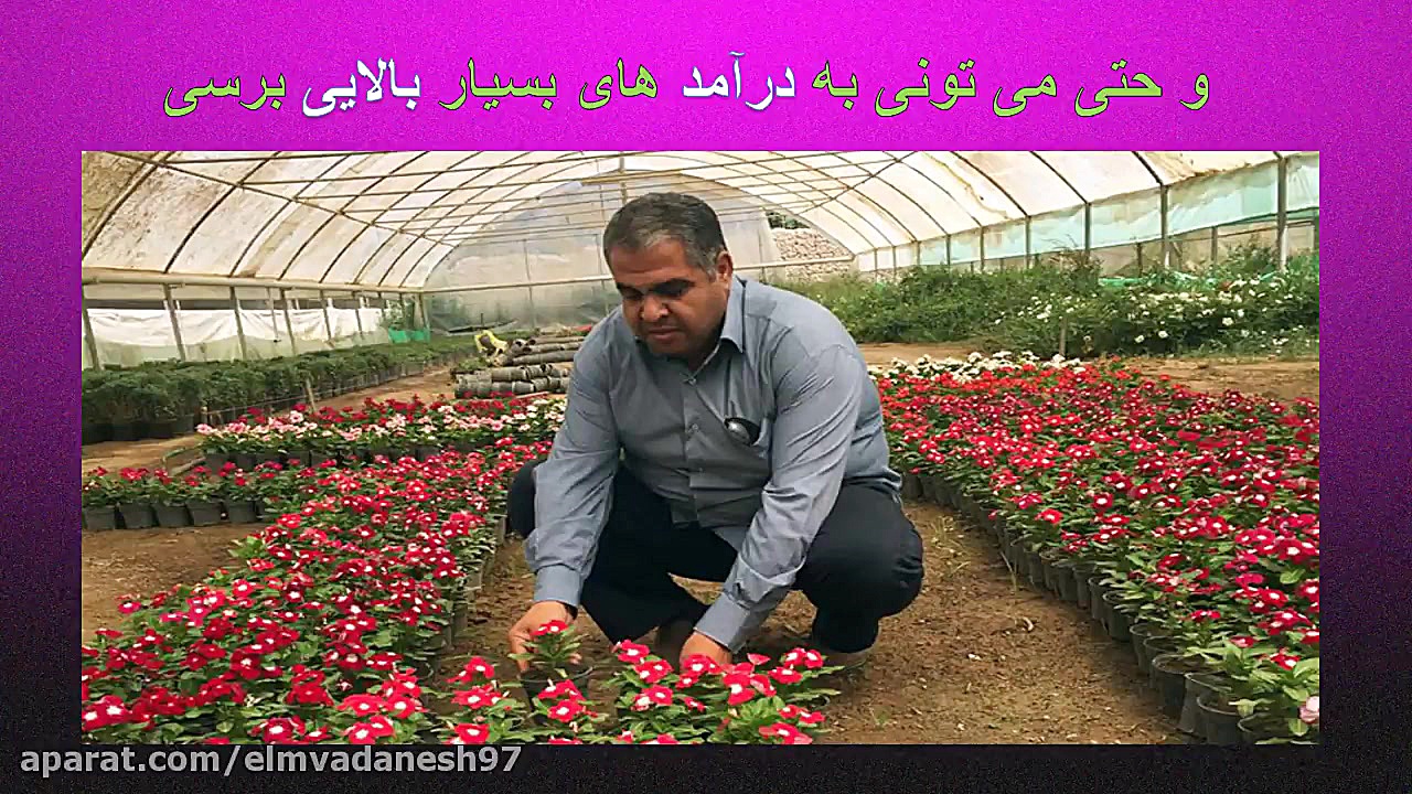 کی می گه کار نیست(پرورش گل)