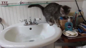 Funny Pets Fails
