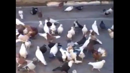 کبوتر های من  ویدیوهای سعیدs...