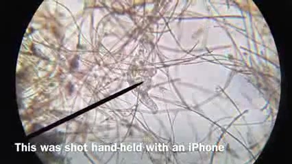 (Life In A Drop Of Water (mari...