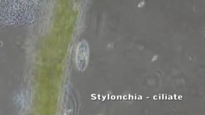 Microscopic life in a drop of...