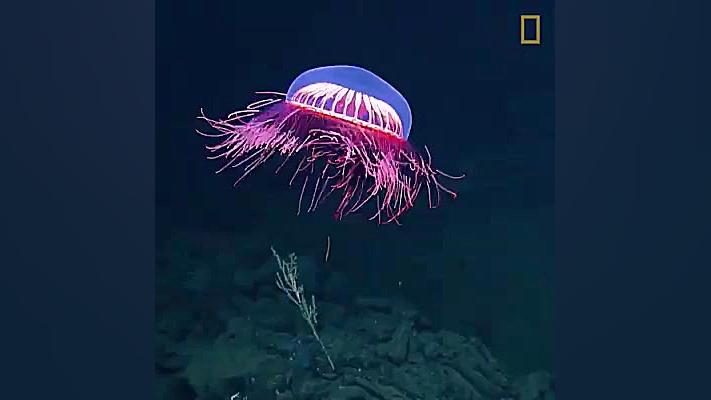 از دیدن این عروس دریایی تازه ک...