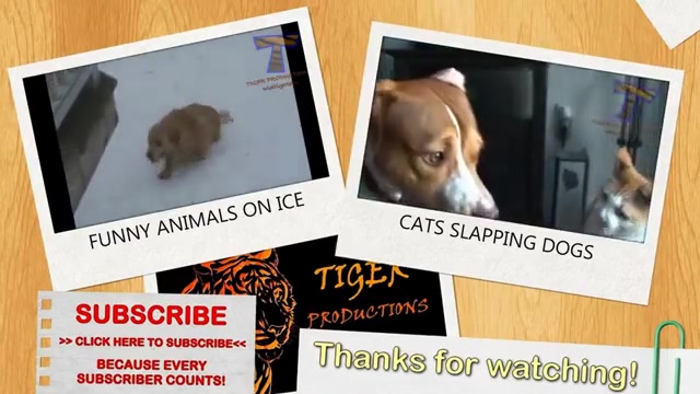 صحبت های حیوانات بامزه خوشگل