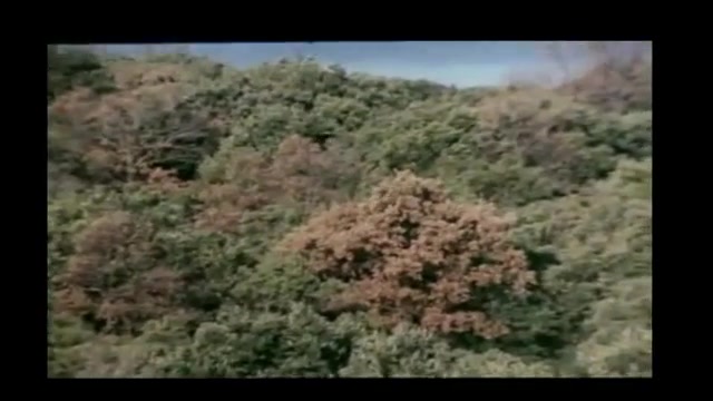 حمله سیاه گوش به کلاغ