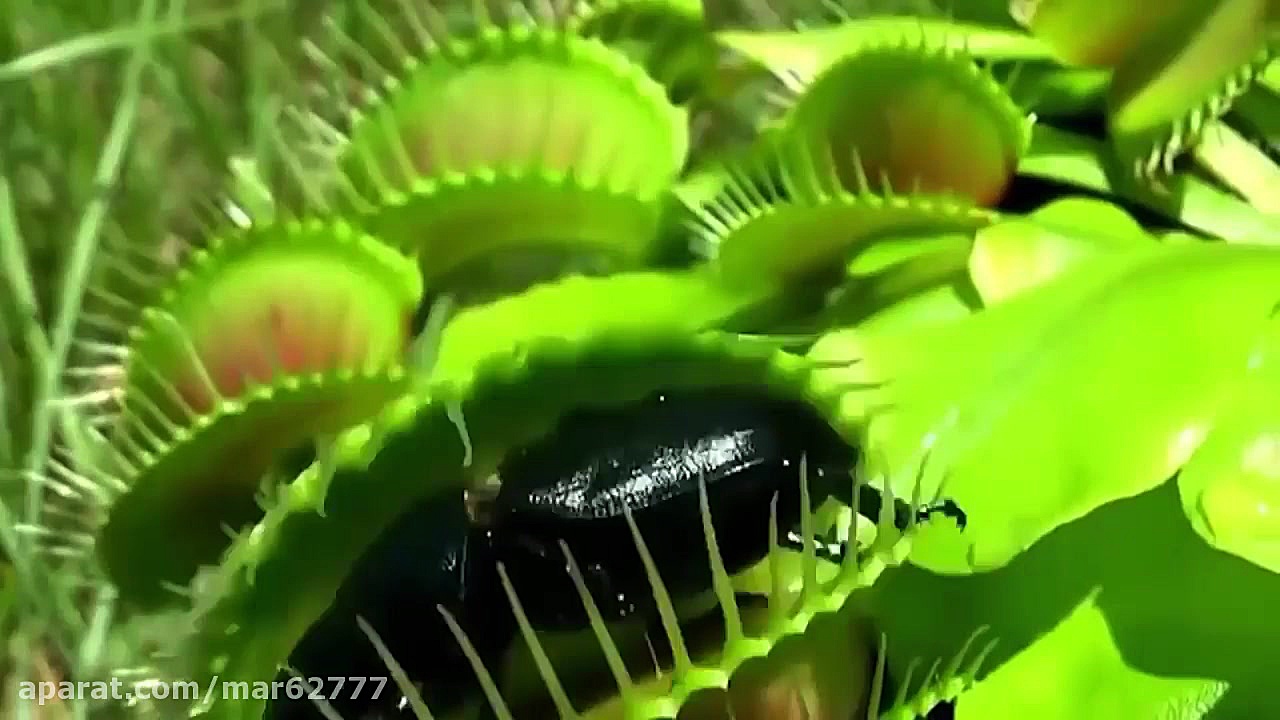 گیاه گوشت خوار