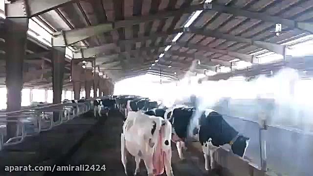 رطوبت ساز گاوداری ، مه پاش گاو...