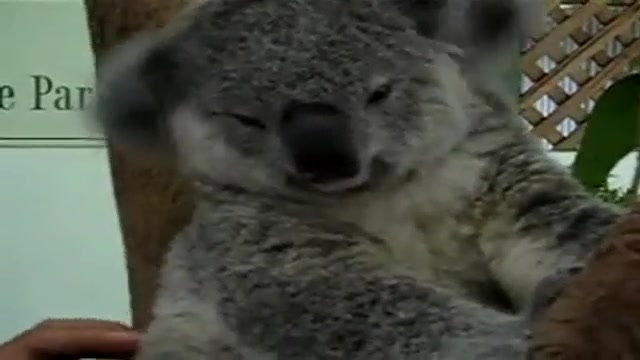 قلقلک دادن کوالا