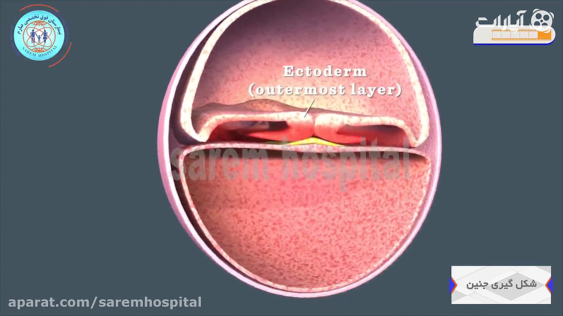 شکل گیری جنین