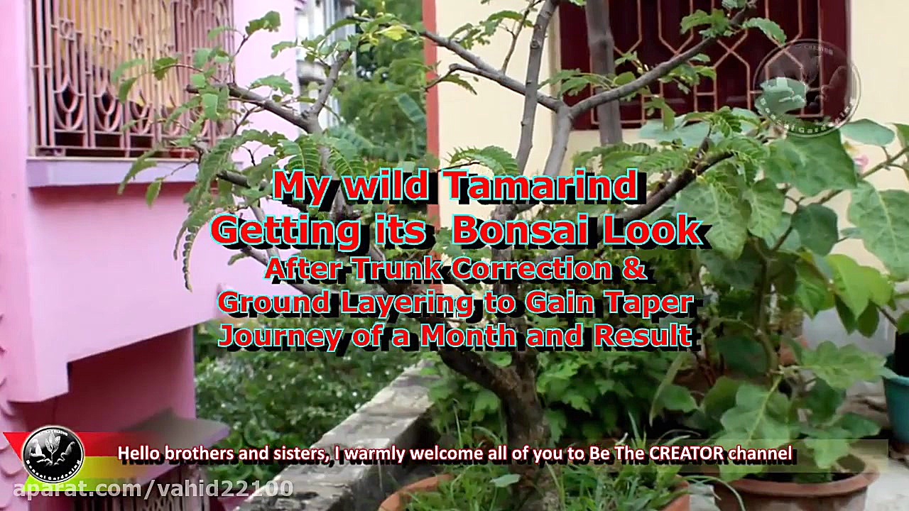 Bonsai Workshop on How to Shap...