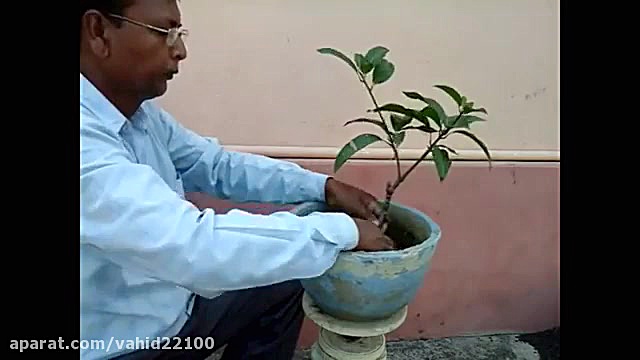 Mango tree grafting and bonsai...