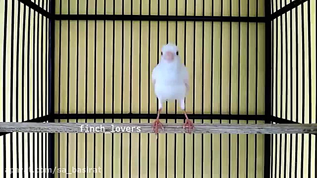 طولانی ترین صدای قناری