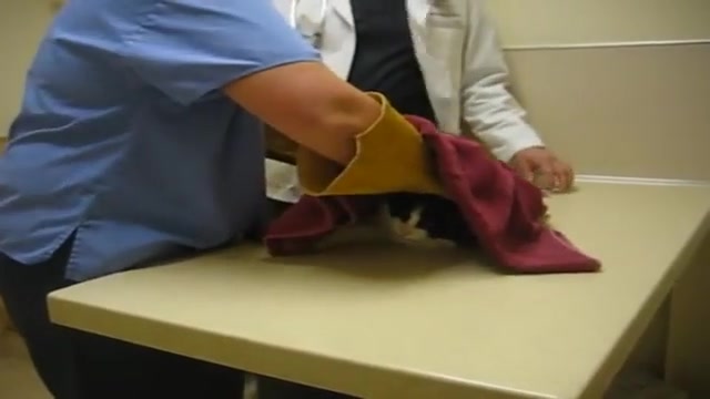 آمپول زدن گربه به چه شکلیه ؟؟؟...