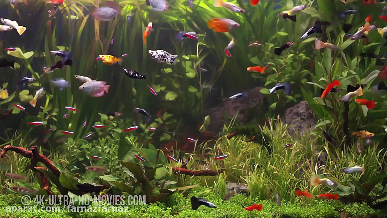 آکواریوم آمریکای جنوبی