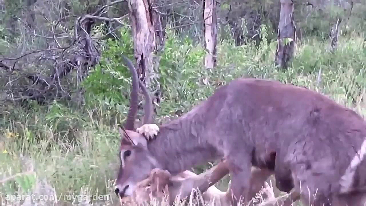 بز کوهی در مقابل شیر