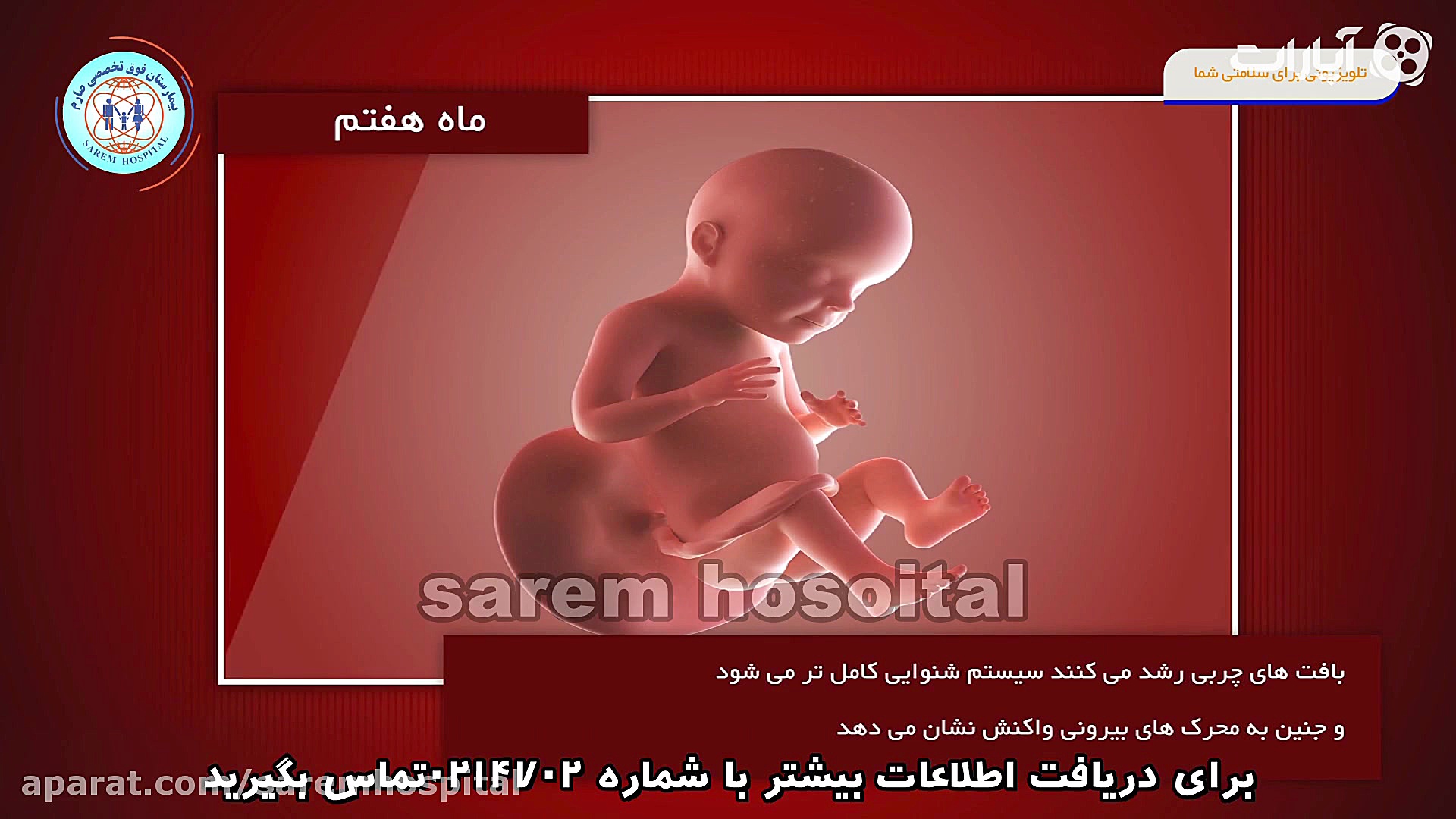 رشد جنین در ماه های بارداری