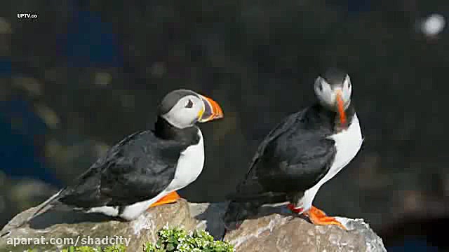 مستند سیاره آبی  قسمت 6