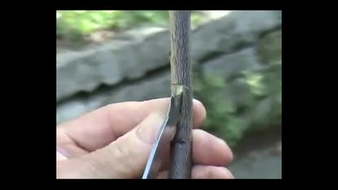 پیوند جوانه