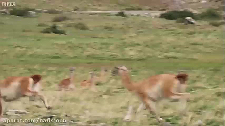 نبرد وحشیانه شتر های آمریکایی...