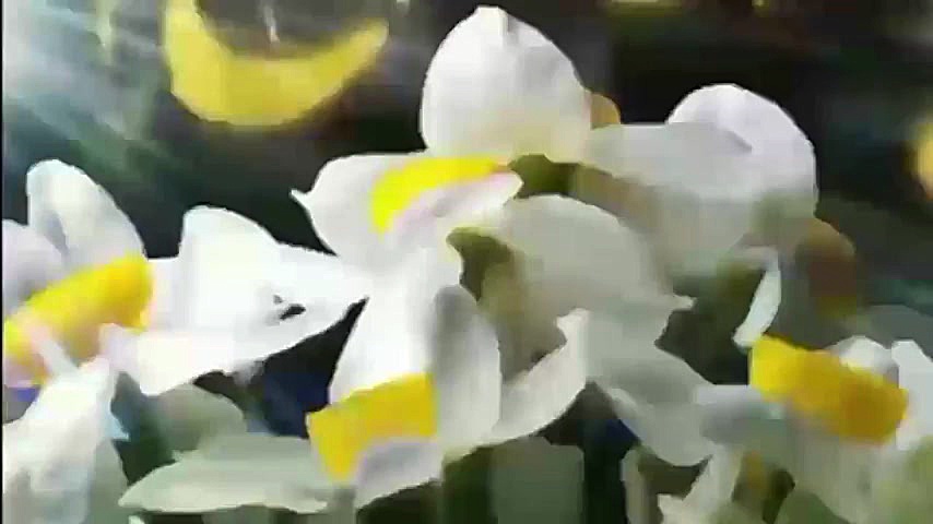 دوستی با امام زمان با آهنگ حجت...