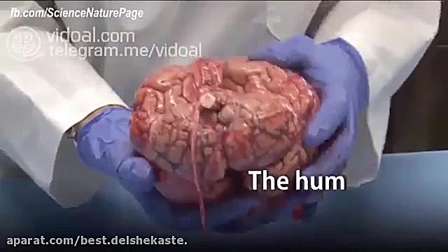 اطلاعات مفید و جالب در مورد مغ...